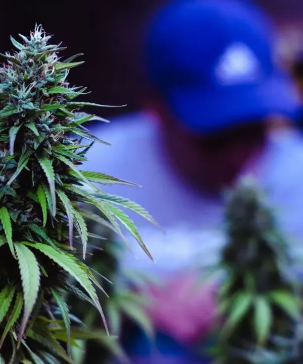 cannabis club bilbao