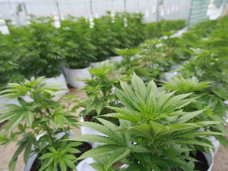 Como Cultivar Marihuana en Invierno