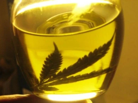 Cómo hacer aceite de Marihuana