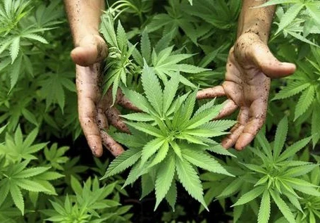 El Observatorio Europeo del Cannabis pide a los partidos la regulación inmediata del CBD