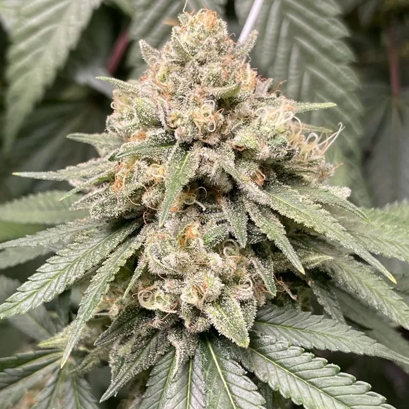 Gorilla Glue #1 la mas fuerte de las Gorillas
