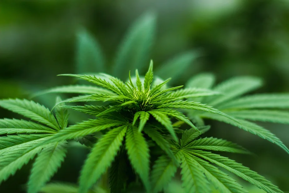 Que es el cannabis o marihuana