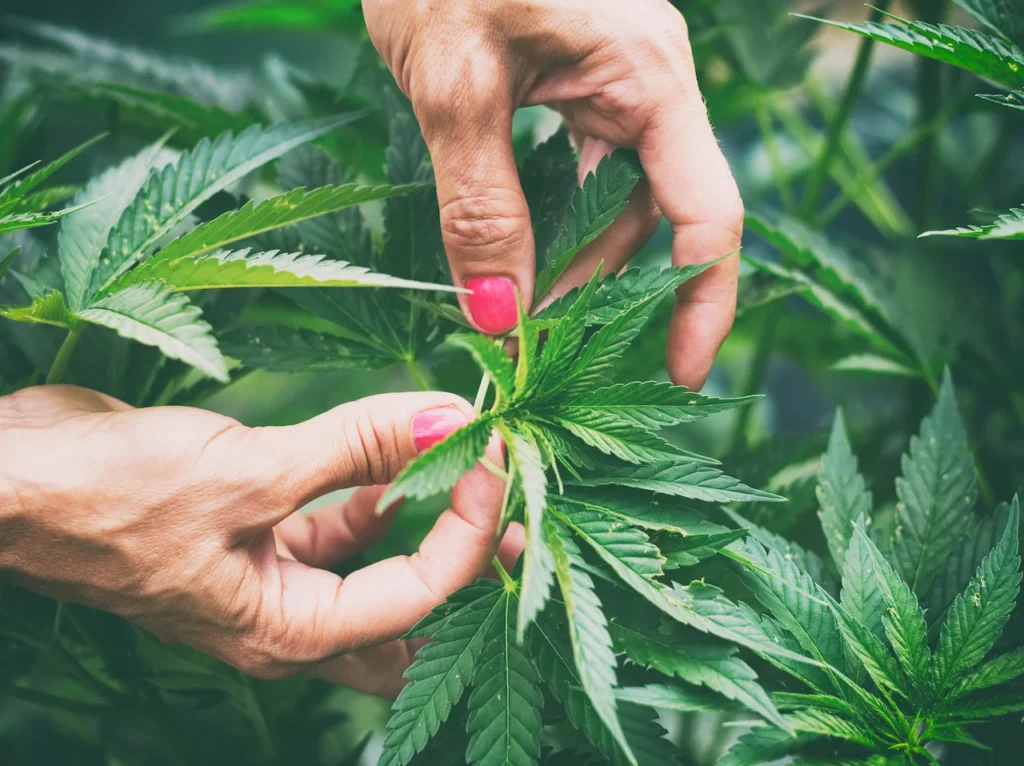 Saber cuando podar la planta de marihuana