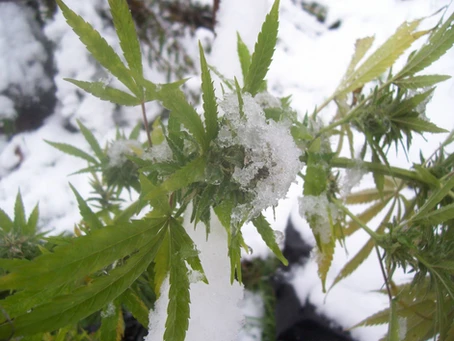 Top 5 variedades marihuana para climas fríos