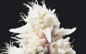White Marijuana strains