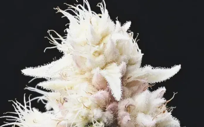 White Marijuana strains