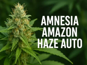 semillas-marihuanas-exterior-amazon