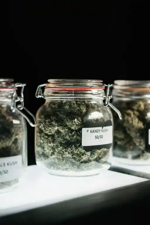 clubs-y-asociaciones-de-cannabis-en-vizcaya