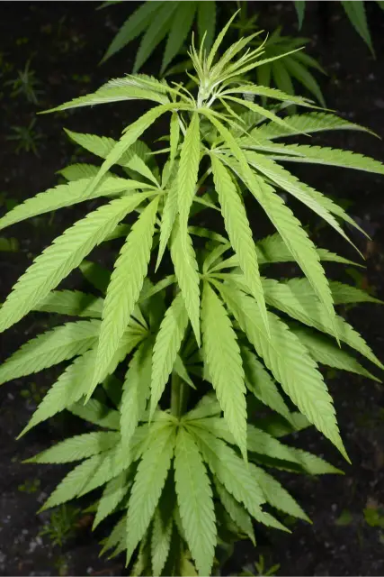 clubs-y-asociaciones-de-cannabis-en-vizcaya