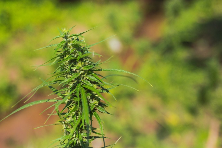 Clubes cannábicos legales en Madrid