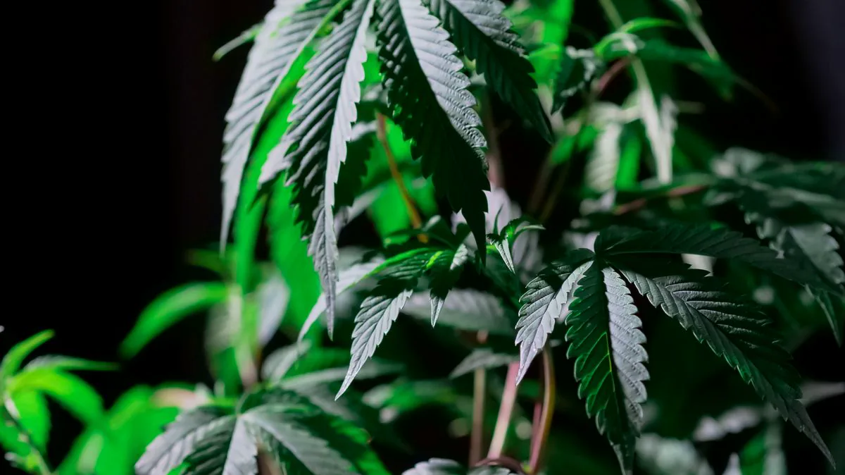Planta de marihuana verde iluminada sobre fondo oscuro, utilizada en nuevos estudios cientificos sobre el cannabis