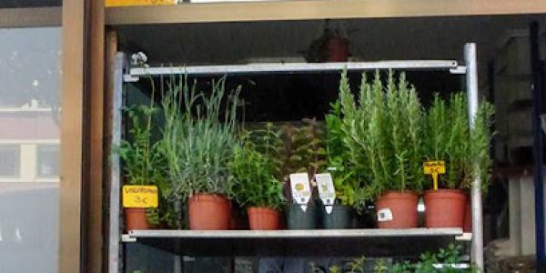 GROW UP STORE GROW UP STORE