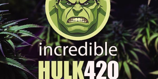 A selective focus shot of green Original Amnesias on a dark background