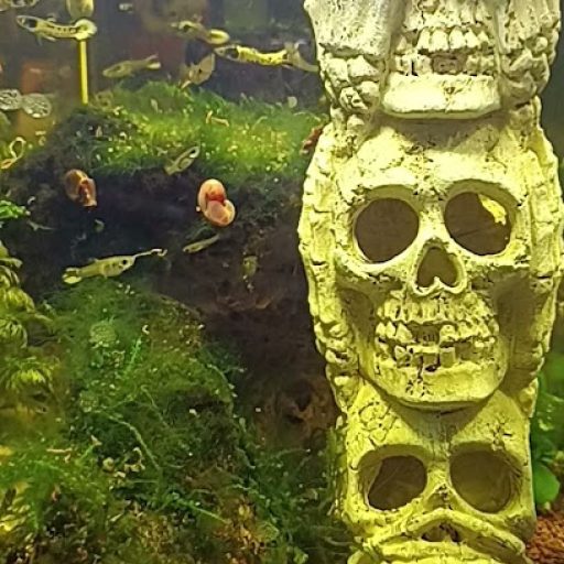 Next Level Next Level