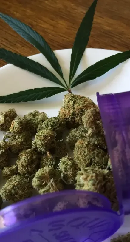 aso cannabica en malaga