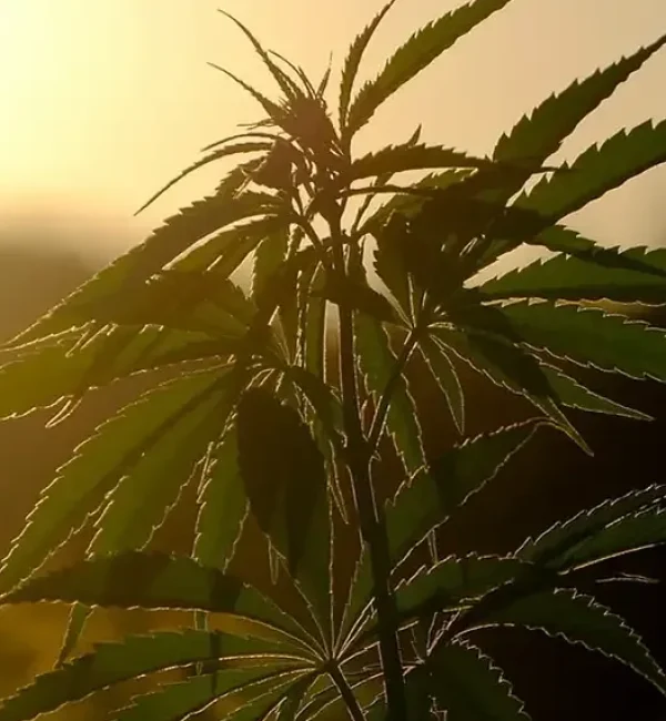 mejores asociaciones cannabicas barcelona