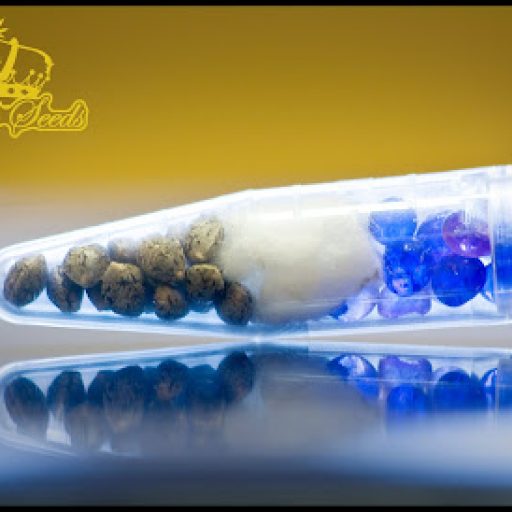 Ganjah Seeds Ganjah Seeds