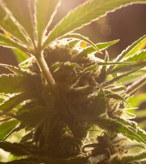 CLUBS Y ASOCIACIONES DE CANNABIS EN MARBELLA