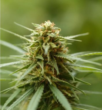 CANNABIS CLUBS AND ASSOCIATIONS IN MARBELLA