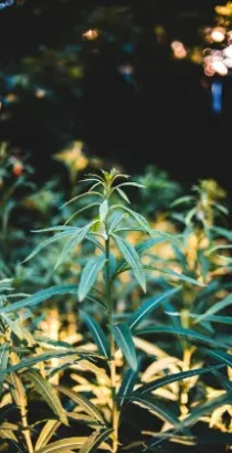 CLUBS Y ASOCIACIONES CANNABICAS EN TARIFA