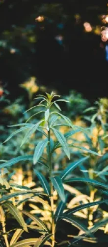 CLUBS Y ASOCIACIONES CANNABICAS EN TARIFA