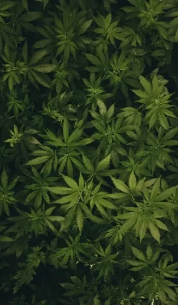 CLUBS Y ASOCIACIONES DE CANABIS EN TARIFA