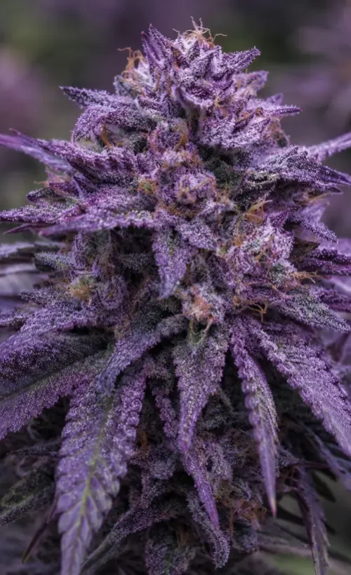 Cannabis clubs and associations Valladolid