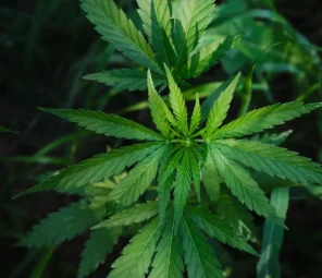 Clubs y Asociaciones de Cannabis Gijón