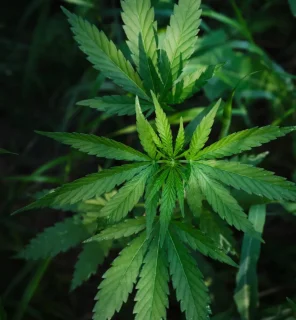 Clubs y Asociaciones de Cannabis Gijón