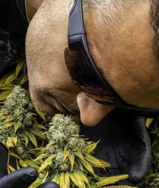 Cannabis Clubs and Associations in Zaragoza