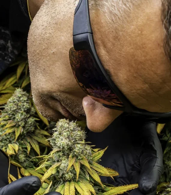 Cannabis Clubs and Associations in Zaragoza