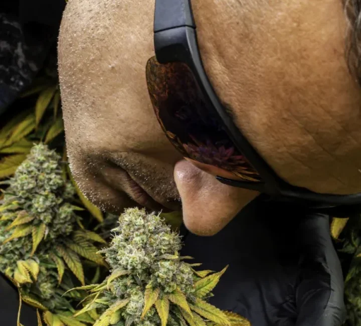 Cannabis Clubs and Associations in Zaragoza