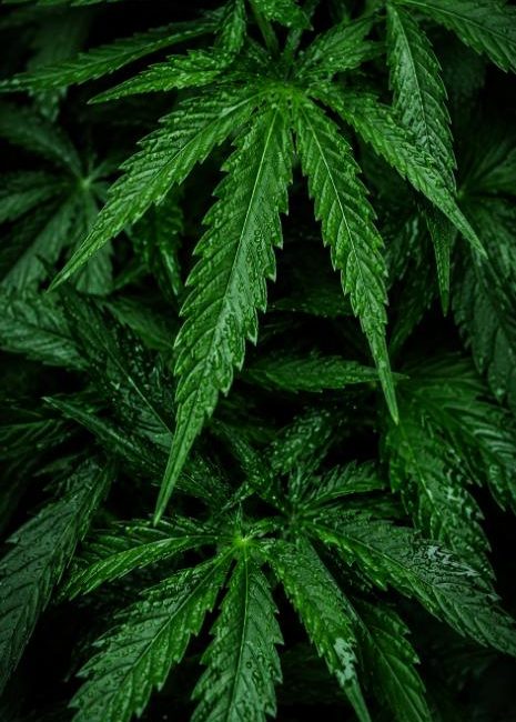 Clubs y Asociaciones de Cannabis San Sebastián