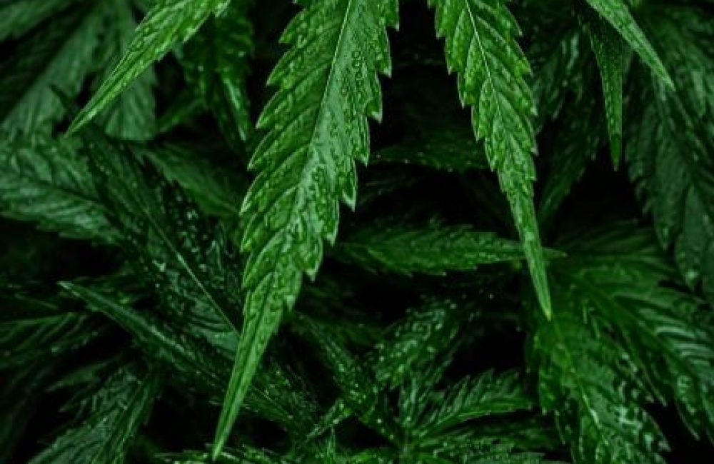 Clubs y Asociaciones de Cannabis San Sebastián
