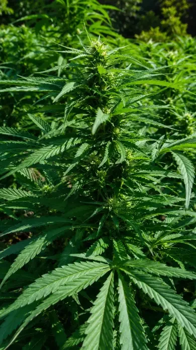 Club y Asociaciones de Cannabis Valladolid