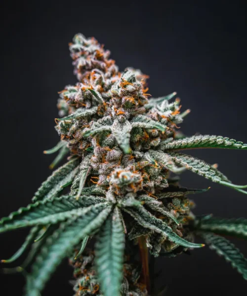 Donde pilla en gijon