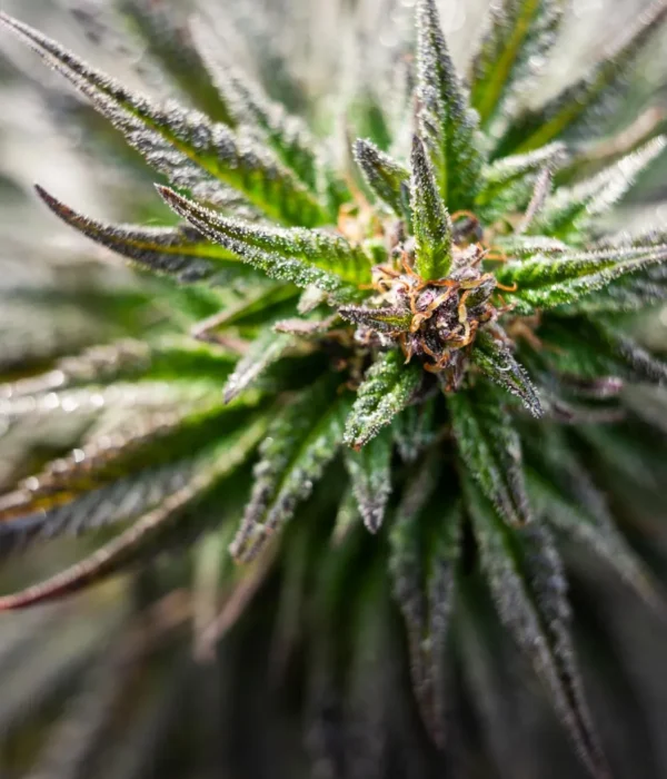 Clubs y Asociaciones de Cannabis Gijón