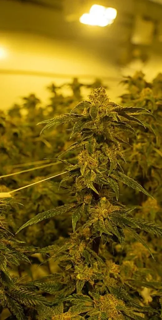 Clubs de cannabis almeria