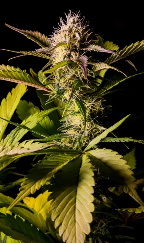 Cannabis clubs and associations in cordoba