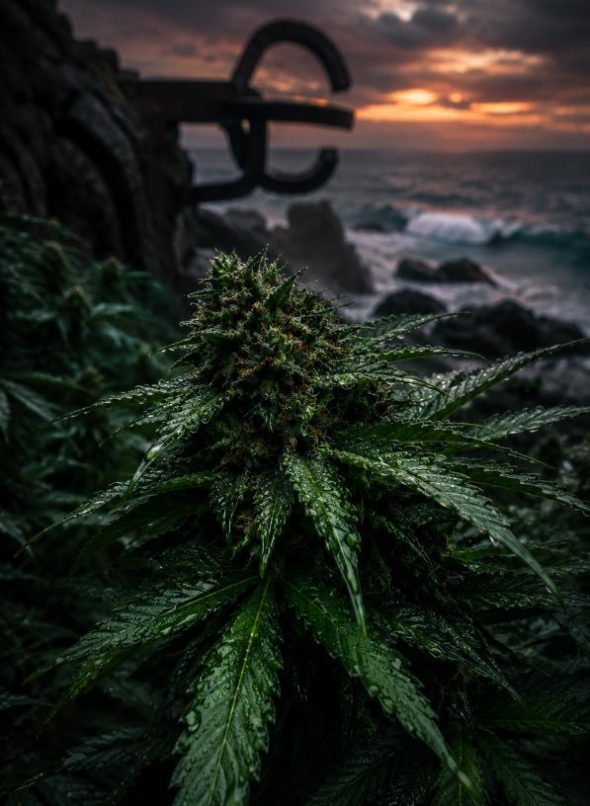 Clubs y Asociaciones Cannabicas San Sebastián