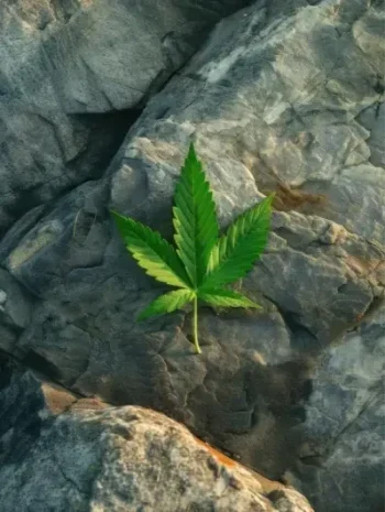 Clubs y Asociaciones de Cannabis Gijón