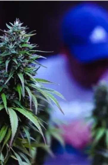 Clubs-y-asociaciones-de-cannabis-en-A-Coruna