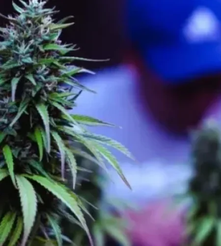 Clubs y Asociaciones de Cannabis en A Coruña