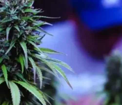 Clubs y Asociaciones de Cannabis en A Coruña