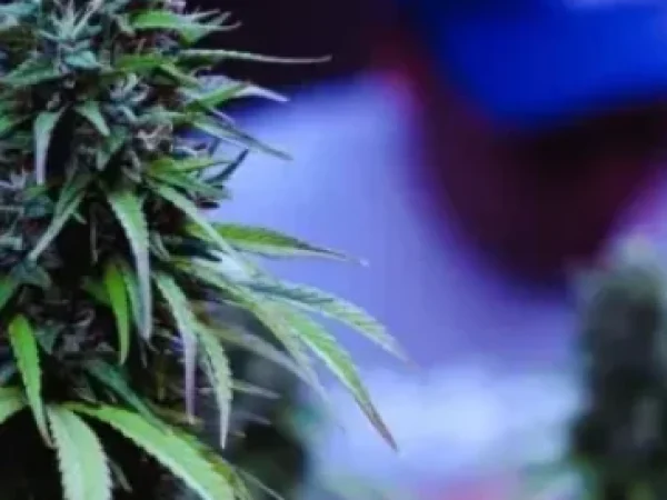 Clubs y Asociaciones de Cannabis en A Coruña
