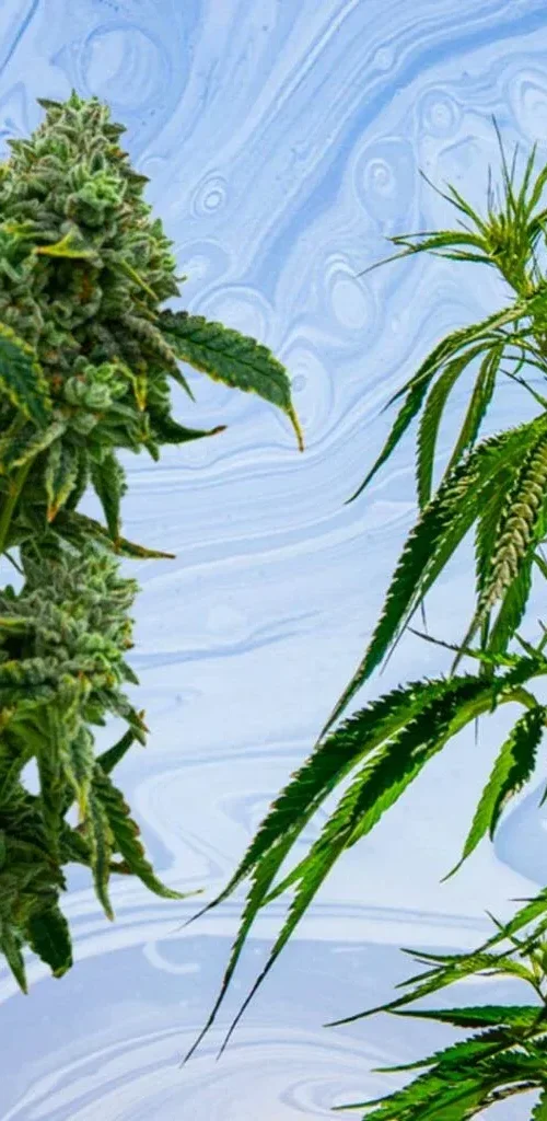 Clubs y asociaciones de cannabis en Almeria (1) (2)