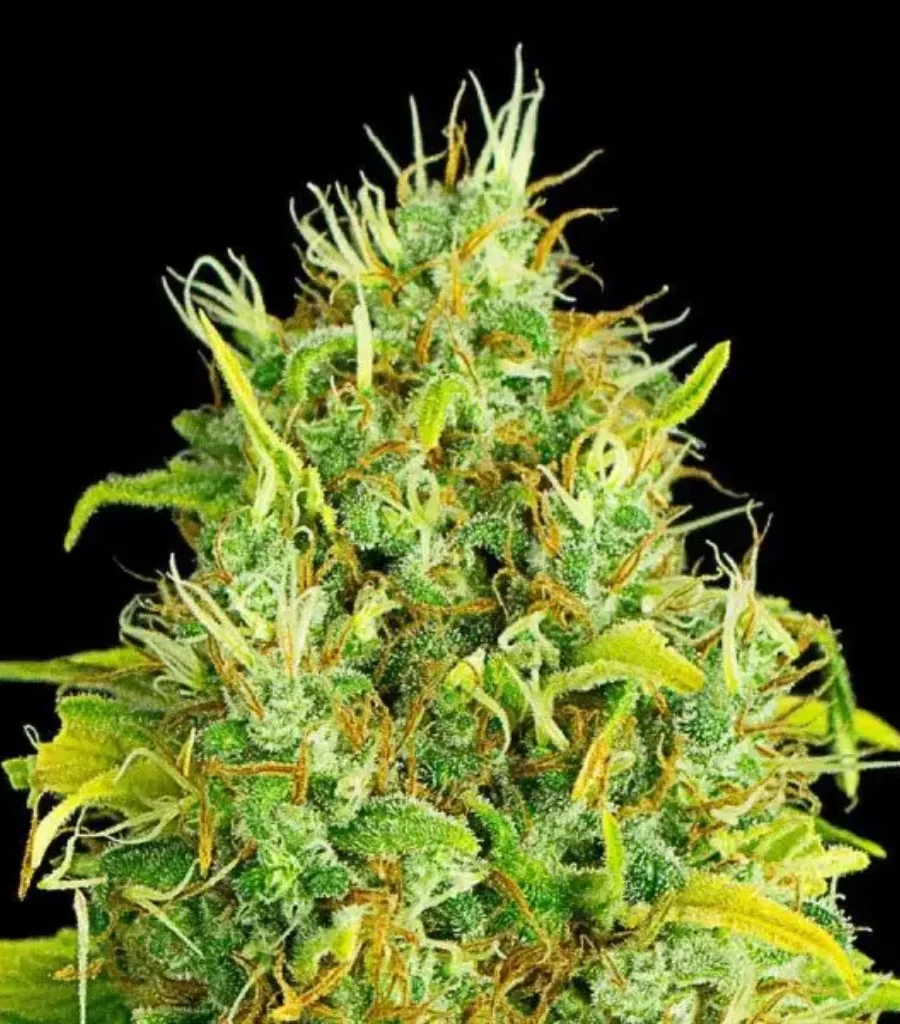 Clubs y asociaciones de cannabis en Almeria