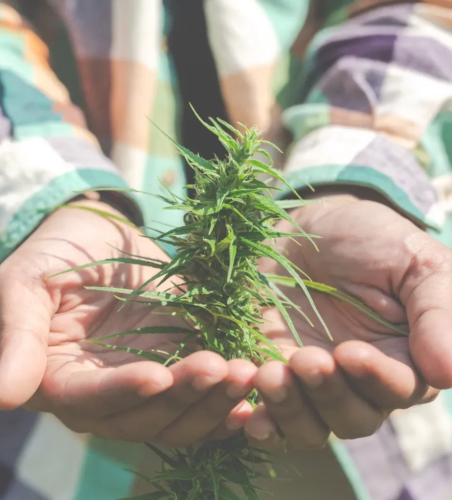 Como encontrar marihuana en Almeria (1)