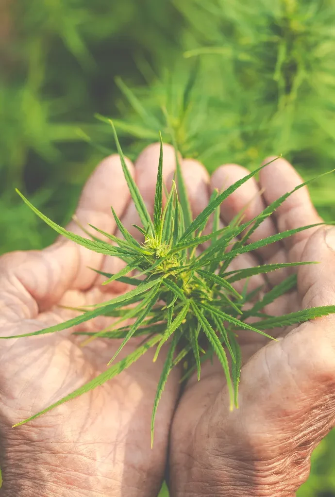 Como encontrar marihuana en Almeria
