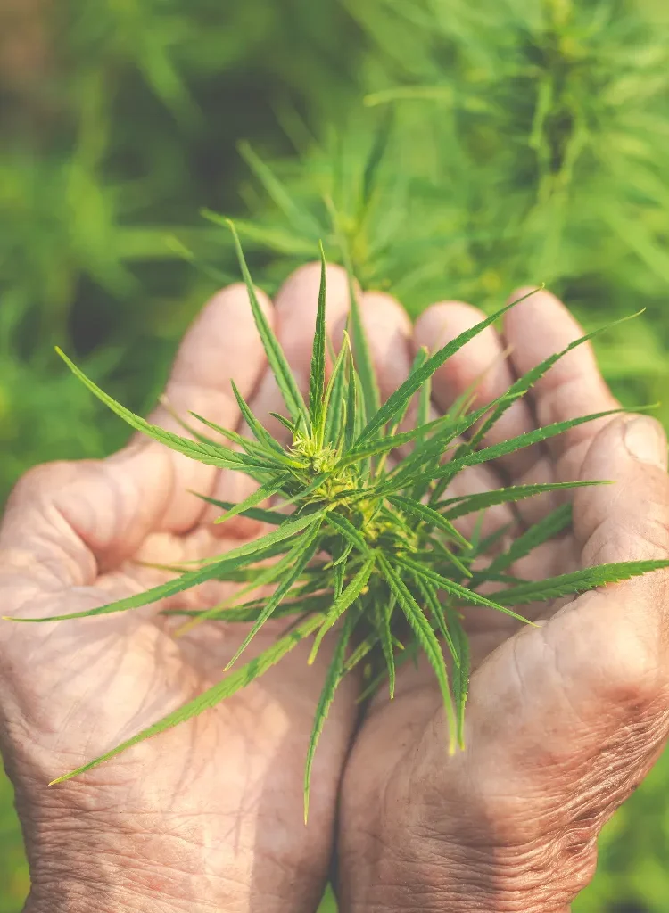 Como encontrar marihuana en Almeria